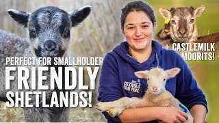 Friendly Shetland Sheep Perfect for UK Smallholders Adams Farm Diaries  Fridays with Fran Ep24 [upl. by Kehr]