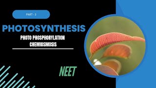 Photosynthesis part3 Photophosphorylation and chemiosmotic theory [upl. by Brade]