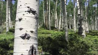 Meet Pando the Trembling Giant—the worlds oldest living organism [upl. by Gildus]