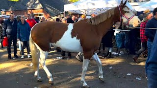 Pferdemarkt ZUIDLAREN Paardenmarkt in Holland NL 17102023 Teil 2 [upl. by Anyer]