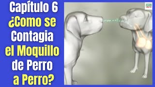 🛑 ¿CÓMO SE CONTAGIA EL MOQUILLO ENTRE PERROS Y CÓMO EVITARLO 🛑 [upl. by Niotna]