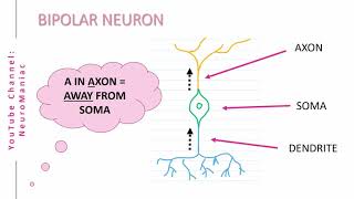 NEUROSCIENCE STRUCTURAL TYPES OF NEURONS – UNIPOLAR BIPOLAR MULTIPOLAR PSEUDOUNIPOLAR [upl. by Irolam]