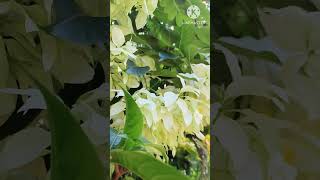 White Mussaenda Plant garden plants nature white [upl. by Notreb219]