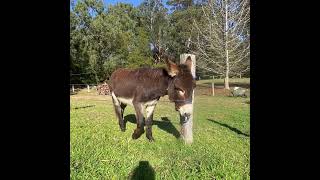 Halter training with Honky the donkey ￼ [upl. by Jeggar174]