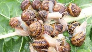 SNAIL FARMING IN AUSTRALIA  Freerange [upl. by Ennaej]