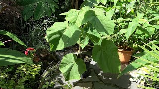 Growing a Paulownia tomentosa in a pot [upl. by Nnaoj]