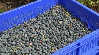 Driessen Blueberries BV  Melderslo [upl. by Vanhook573]