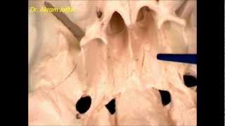 Osteology of the skull 5 inferior view [upl. by Chladek]