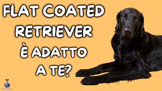 Flat Coated Retriever Cosa Sapere [upl. by Spatz]