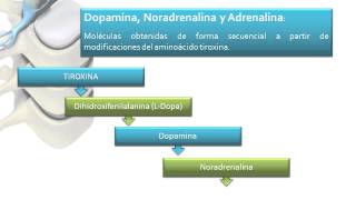 INTRODUCCION A LA FARMACOLOGIA DEL SISTEMA NERVIOSO AUTONOMO SNA [upl. by Gawain]