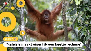 Land geeft orangoetan als je palmolie van ze koopt [upl. by Tansey]