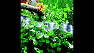 Emersed to Submersed aquarium plants plantedtanksetup plantedaquarium aquarium plantedtanks [upl. by Lsil]