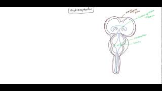 Hydrocephalus NeuroAnatomy and Physiology of CSF for USMLE [upl. by Gamin]