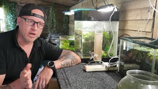 HOW TO BREED CONGO TETRAS PART 1 TANK SETUP [upl. by Nuyh]