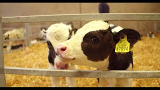 Calf Rearing  Routine Calf Management [upl. by Ecerehs614]