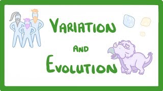 GCSE Biology  Variation and Evolution 68 [upl. by Novhaj]