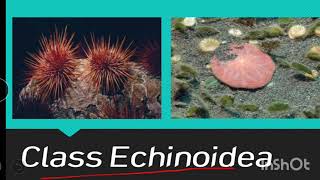 Class echinoidea  Echinoderms [upl. by Htiekel]