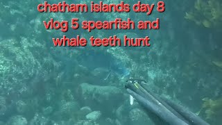 Chatham islands day 8 vlog 5 spearfish and whale teeth hunt [upl. by Adekan828]