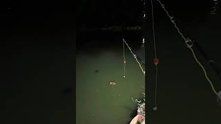 latest match fishing videos fish fishing carpfishing hookfishing shorts subscribecatchingfish [upl. by Roderich257]