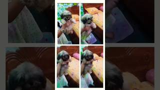 Low price Lhasa apso puppy sell viralvideotrindingshorts alldoglovers like comment and subscribe [upl. by Ahsinrats]