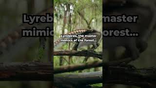 Lyrebirds the master mimics of the forest [upl. by Eima]