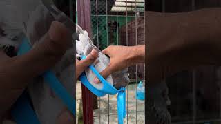 After The Treatment 🤫🤫🤫 merpati kalapati güvercin homingpigeon birds racingpigeon pigeon [upl. by Ellirehs]