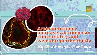 Arpin deficiency increases actomyosin contractility and vascular permeability [upl. by Elocaj]