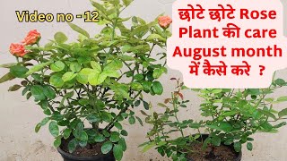 Secrets to Maintaining Healthy Rose Plants in August [upl. by Aneela974]