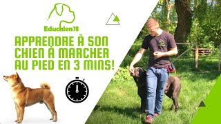 APPRENDRE A SON CHIEN A MARCHER AU PIED EN 3 MINUTES [upl. by Norrv]