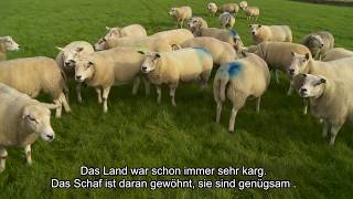 Vom Bauern auf den Teller Texeler Lammfleisch 👨‍🌾🍖  De Texelaar 12 [upl. by Middendorf]