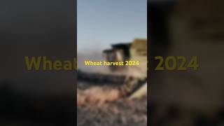 Wheat harvest 2024 begins near Moree [upl. by Eak]