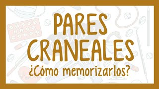 cómo MEMORIZAR los PARES CRANEALES [upl. by Nolyaj132]