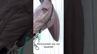 Personalized one ear lined headstall horsetack personalizedgifts customtack [upl. by Snider]