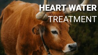 Understanding Heartwater Disease Symptoms Diagnosis and Treatment in Cattle [upl. by Ahen]