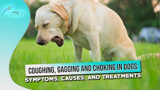 Coughing Gagging and Choking in Dogs Symptoms Causes and Treatments [upl. by Tiedeman]