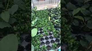 Anubias en invernadero Plantas acuáticas PLANTIBER [upl. by Aicen680]