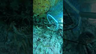 Scuba diving Catch amp Sell short spearfishing [upl. by Notxarb365]