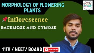 Inflorescence  Morphology of the flowering plants ☘️  Class 11 Biology  NEET  JAC Board [upl. by Nniuqal]