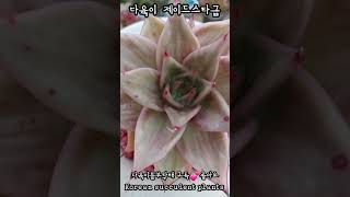 다육이 제이드스타금 Korean succulent plants 다육식물 plants 다육 garden ceramic [upl. by Jerome842]