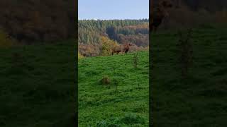 Eifel mountain nature germany travel [upl. by Soirtimid]