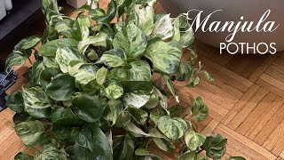 My Favorite Pothos Plant  How I care for my pothos house plant  How to Propagate your houseplant [upl. by Cinemod]