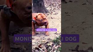 ALABAI Vs PITBULL DOG 😯dog shorts pitbullfacts pitbull amazingfacts facts fact knowledge [upl. by Nawud764]