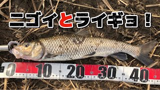 40cmのニゴイと50cmのライギョ！春の小貝川！ [upl. by Rosie191]