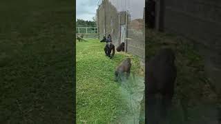 Blackpool Zoo Gorillas [upl. by Zach737]