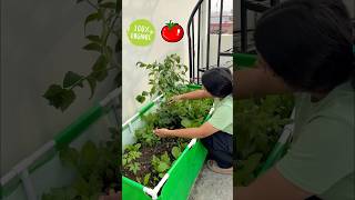 Best tips for growing tomatoes at home tomato youtubeshorts [upl. by Pogah]