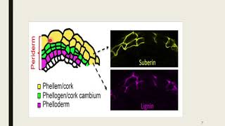 Lecture No 32 Structure And Development Of Periderm [upl. by Aihsel464]