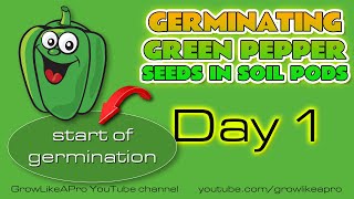 Germinating Green Pepper Seeds In Soil Pods  DAY 1 [upl. by Drannek351]