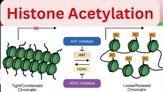 Part4 Histone Acetylation Regulation of gene expression in Eukaryotes Molecular biology [upl. by Inhoj]