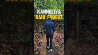 Kanneliya Rain Forest travel srilankatravel foryou nature srilanka naturelovers vlog beauty [upl. by Olson]