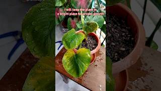 Saving A Dying Homalomena Plant  Homalomena Plant Care [upl. by Germaun]